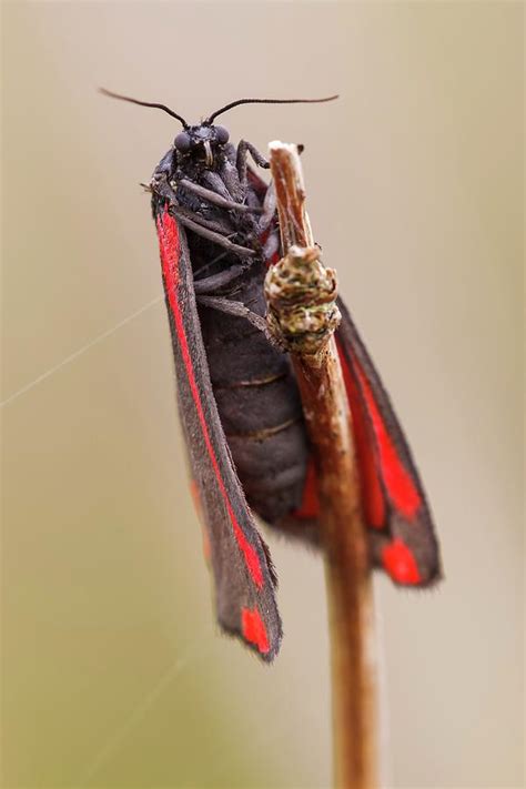 Cinnabar Moth Photograph by Heath Mcdonald - Fine Art America