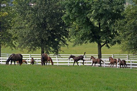 Calumet Farm: The Rebirth of a Legend | Calumet farm, Calumet, Horse racing