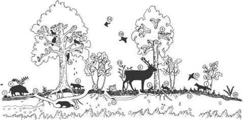 an ink drawing of animals in the woods