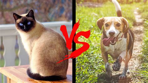 Cat Lovers vs Dog Lovers - Purrfect Love