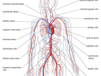 Circulatory System Diagram Labeled Veins
