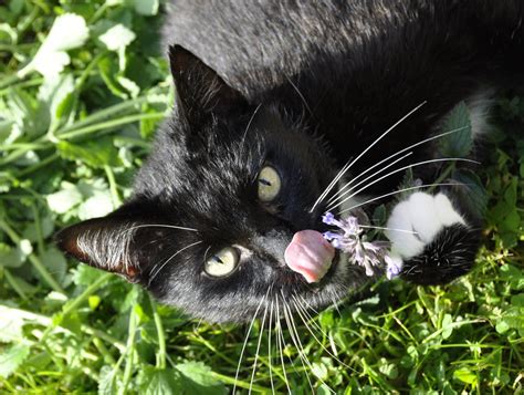 Growing Catnip For Your Cat – Using Catnip Plants For Feline Fun