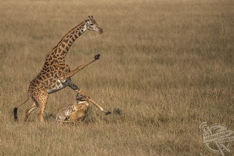 Gallant Act of a Giraffe Mother: Courageously Shielding Her Calf from a Vicious Lion Assault in ...