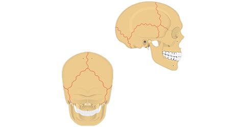 Floor Of The Cranium Labeled Diagram | Viewfloor.co