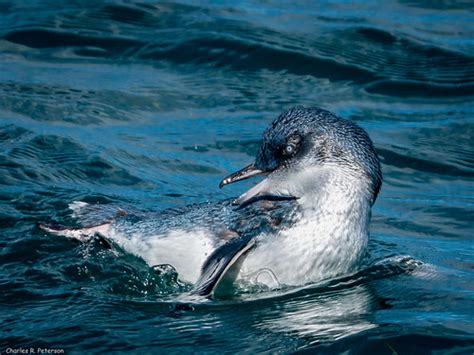 Little Blue Penguin - New Zealand | Otago Peninsula, New Zea… | Flickr