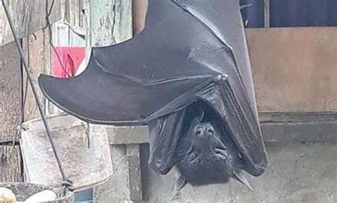 Photo of human-sized bat in the Philippines baffles social media users