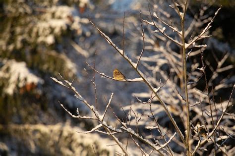 Premium Photo | A beautiful winter landscape of forest first snow in norther europe