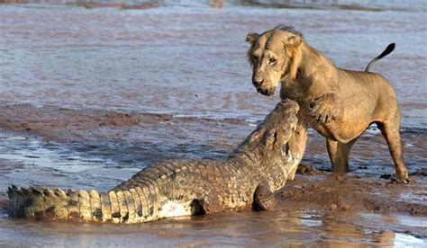 Lions and crocodiles: Who will win the epic battle in the muddy ...