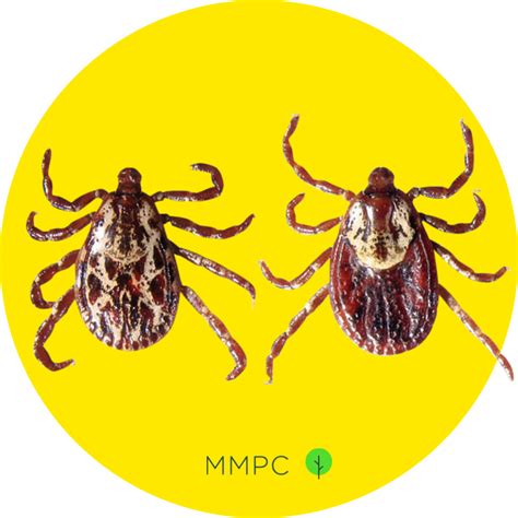 Ticks - MMPC