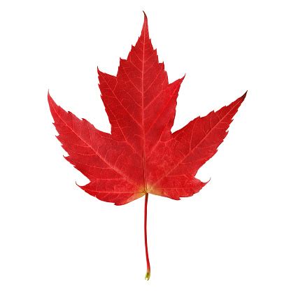 Red Maple Leaf Stock Photo - Download Image Now - iStock