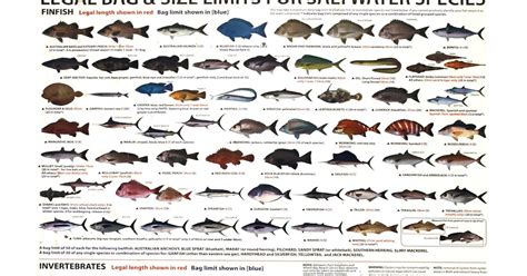 Snorkeling in Sydney: Sydney fish identification chart HD