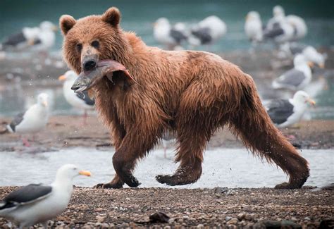 What Do Brown Bears Eat? - Top End Adventures