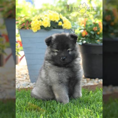 Keeshond Mix Puppies for Sale | Lancaster Puppies