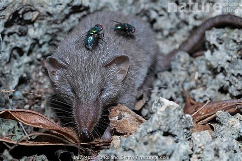 Stock photo of Asian house shrew (Suncus murinus) with two flies on its back, resting ...