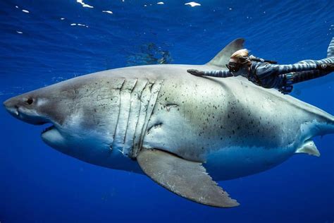 Was watching a Documentary about this absolute UNIT! Deep Blue, believed to be the current ...