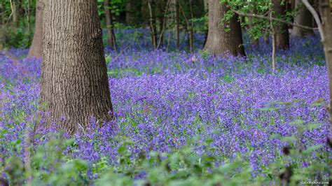 Where to see bluebells near London