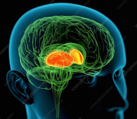 Putamen in the brain, artwork - Stock Image - C003/6839 - Science Photo Library