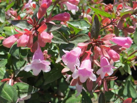 Abelia grandiflora 'Edward Goucher' - Boething Treeland Farms