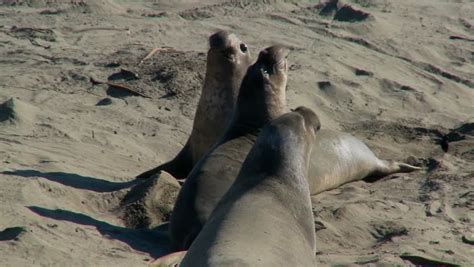 Elephant Seals Fight On a Stock Footage Video (100% Royalty-free) 1478755 | Shutterstock