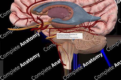 Parietooccipital Branches of Pericallosal Artery | Complete Anatomy