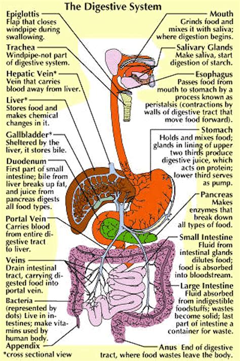 Parts and Function of Digestive System for Med School & Nursing ...