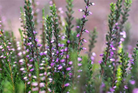 Growing Heather in the Home Garden