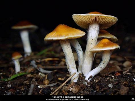 Erowid Plants Vaults : Images : psilocybe subaeruginosa _i2010e0512_disp