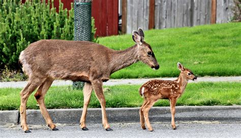 Urban wildlife aren't lost. They're at home in the city - Futurity