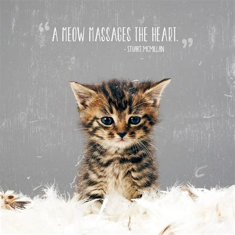 50 Cat Quotes That Only Feline Lovers Would Understand | Cat lover ...