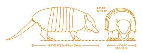 Pichi | Dwarf Armadillo (Zaedyus pichiy) Dimensions & Drawings | Dimensions.com