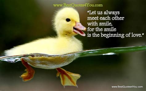 Baby Duck Quotes. QuotesGram