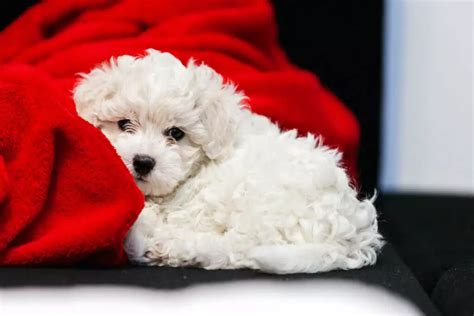 397+ Bichon Frise Names: BEST 2024 List (Top Choices & Tips)