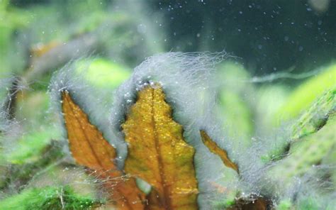 10 Aquarium Algae Types You Should Know About - AquariumNexus