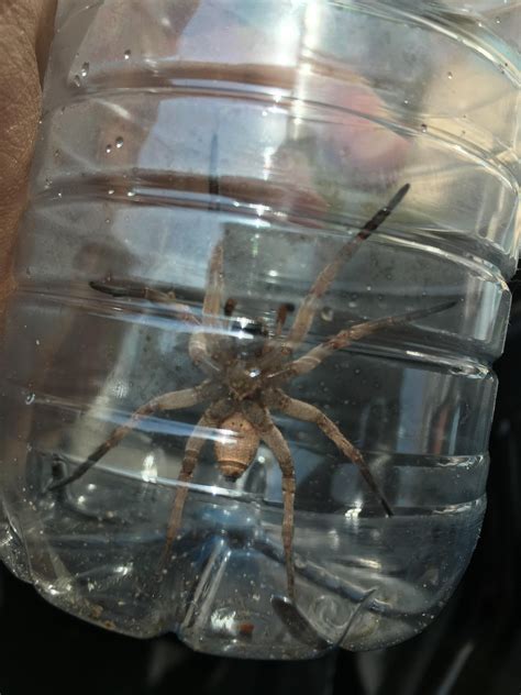 What's this kind called and does it have venom : r/spiderbro