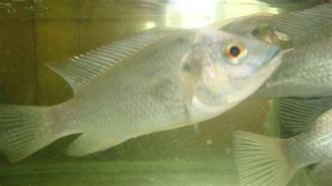 How to identify oreochromis mosambicus? | ResearchGate