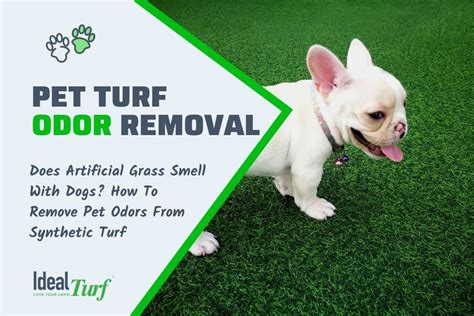 Pet Turf Odor Removal: Does Artificial Grass Smell With Dogs?