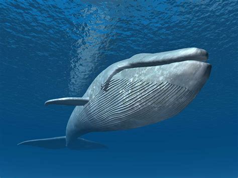 Whale Species - Blue Whale