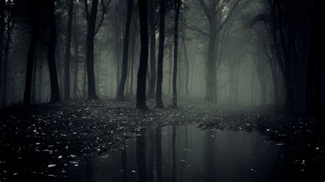 Creepy Forest Wallpapers on WallpaperDog