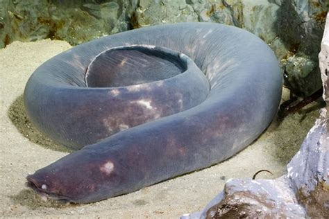 One of the most terrifying creatures, the hagfish, can drill into the ...