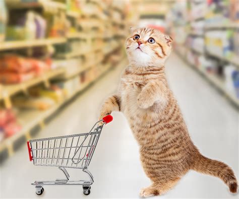 How to Choose the Best Treats for Your Cat | Hartz