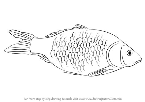 How To Draw A Realistic Fish / Using a curved line, draw the far ...