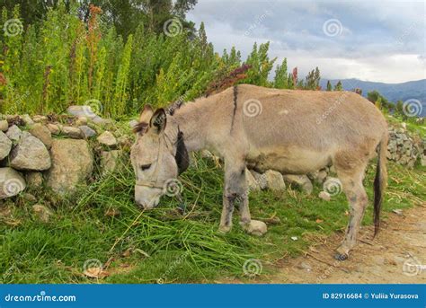 Gray donkey stock photo. Image of forward, head, grass - 82916684