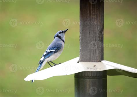 Blue Jay at feeder 5435739 Stock Photo at Vecteezy