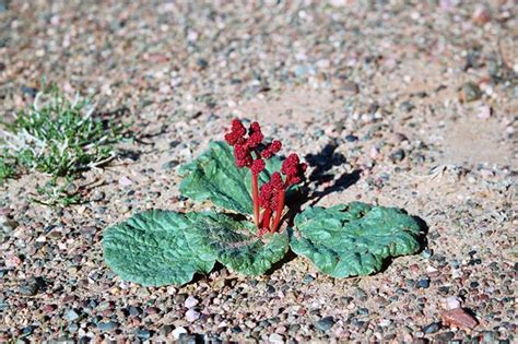 Gobi desert, plant | Désert de gobi, Photos voyages, Photo du monde