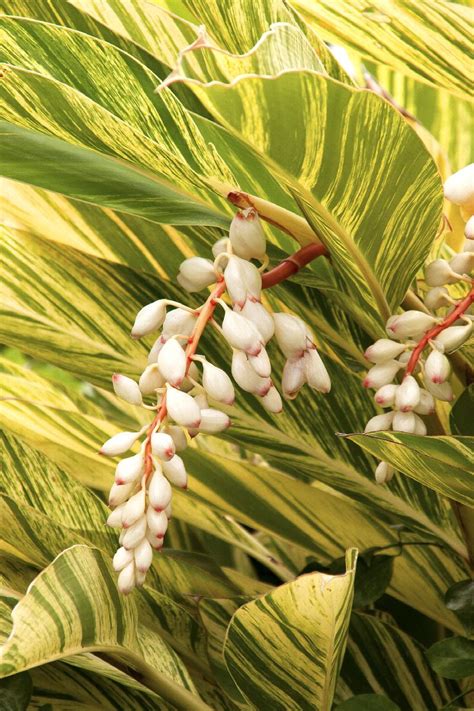 Variegated Shell Ginger, Alpinia zerumbet 'Variegata', Monrovia Plant