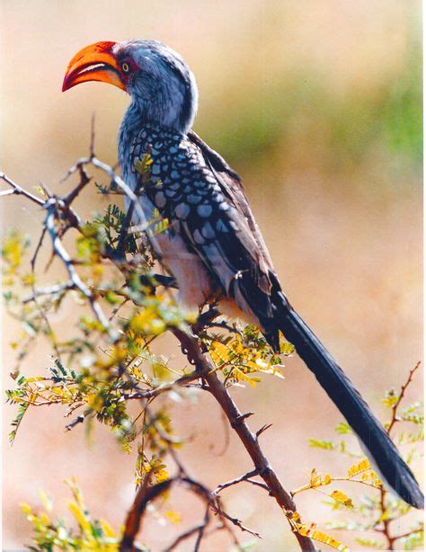 Common Hornbill - Kruger Nat Pk | South african birds, African animals, Animals wild