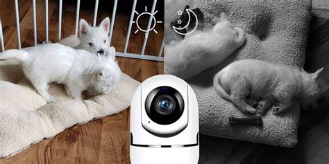 TOP 5 Pet Cameras - Home