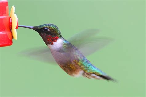 Sugar Water for Hummingbirds 101 - Birds & Blooms