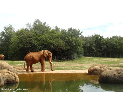 Day Trip NC: North Carolina Zoo + Tips for Traveling with Your Toddler - Live Well Play Together