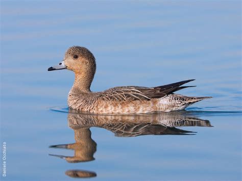 Eurasian Wigeon | KuwaitBirds.org